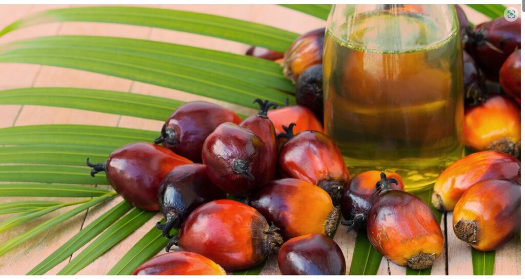 Using innovative processes found in nature to brew sustainable alternatives to palm oil