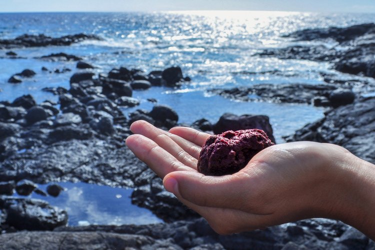 Solving climate change with the world’s mightiest seaweed.