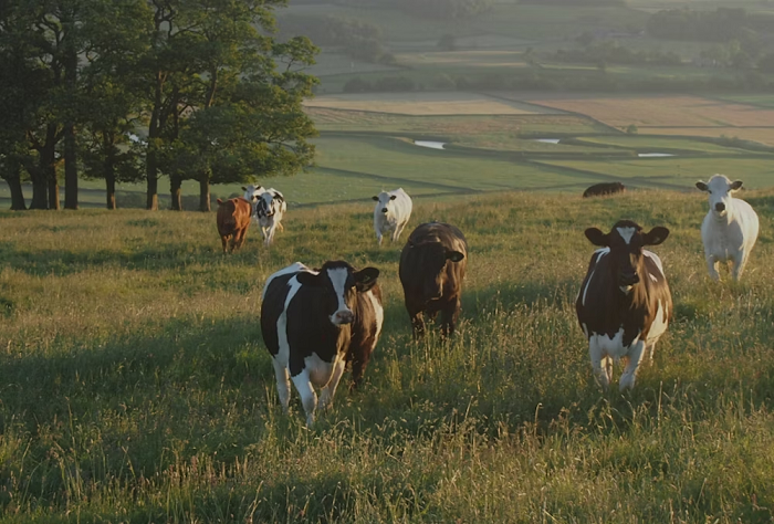 Sustainable animal agriculture is key to Net Zero goals
