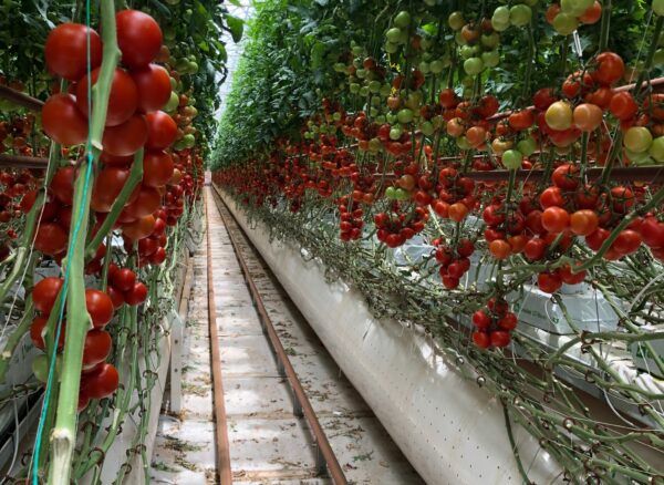 A fresh way of growing – Redefining sustainable greenhouse production of fresh fruits and vegetables.