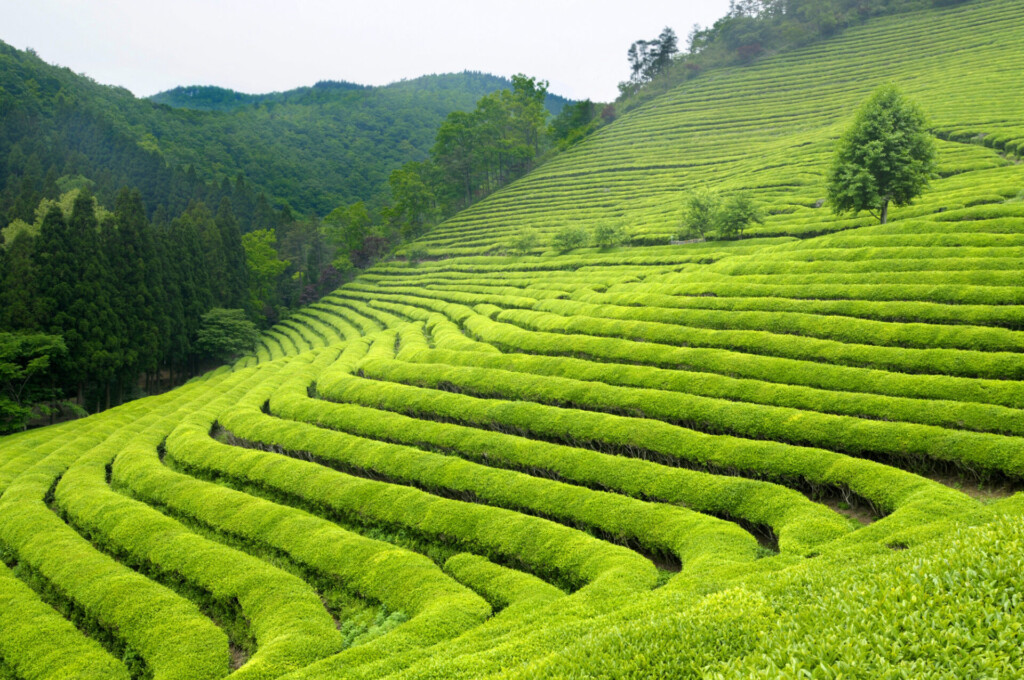 tea-plantation-south-korea-bright-green-bushes-are-green-tea