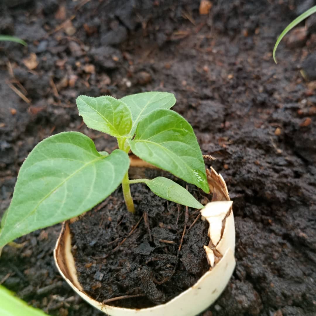 plant-in-shell