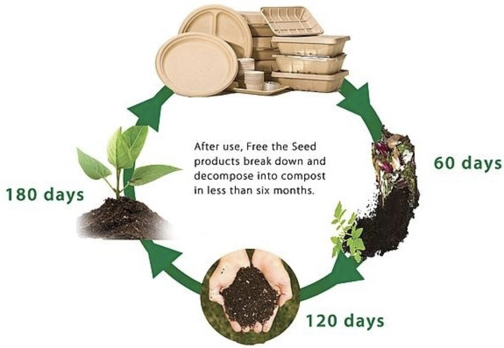 Free-The-Seed-Decomposition-Process