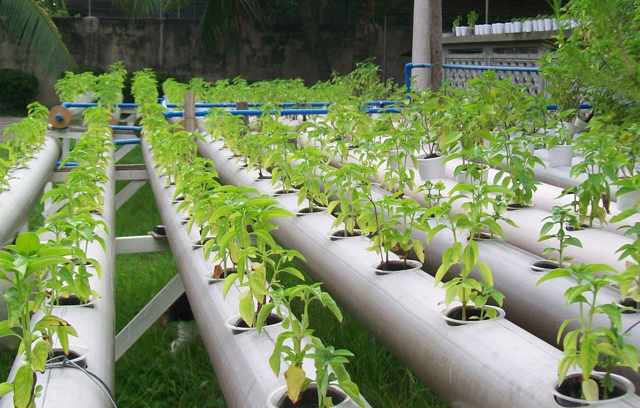 Hydroponic_7