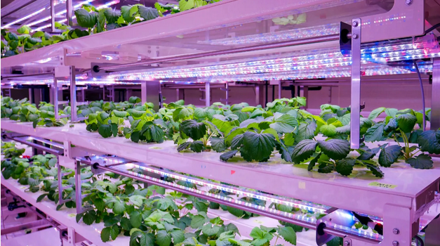 Screenshot-2024-04-15-at-21-38-33-株式会社CULTA-Cultivate-Future-Agriculture
