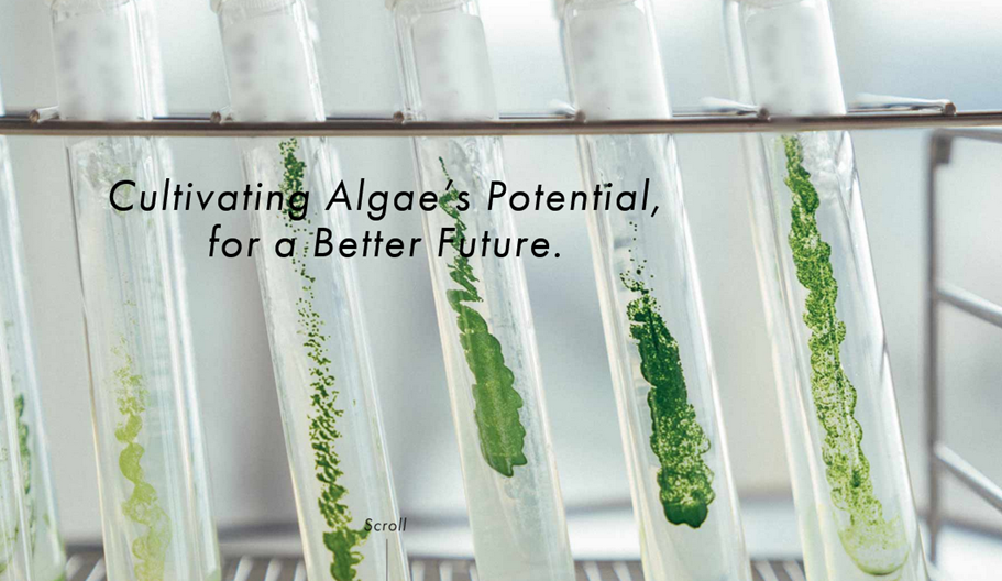 Cultivating Algae’s Potential, for a Better Future
