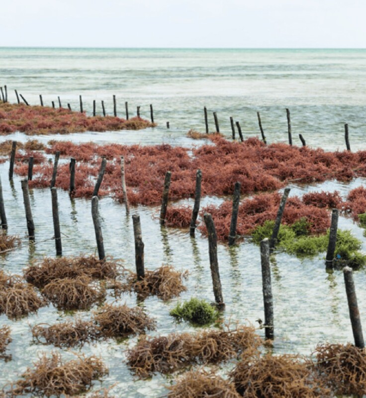 Seaweed-2-1413×1536-min