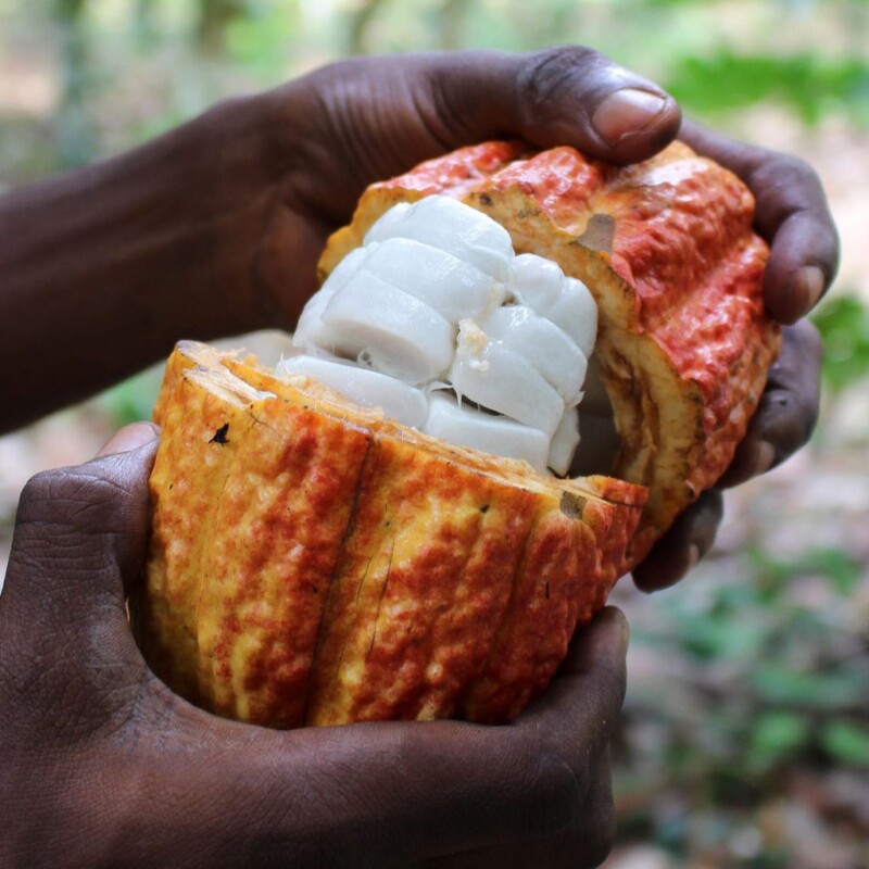 Cocoa fruit for responsible value creation