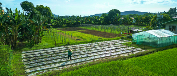Transforming the Lives of Filipino Farmers through Technology