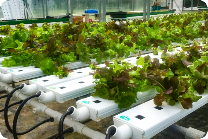 Aquaponics makes the earth and people HAPPY.
