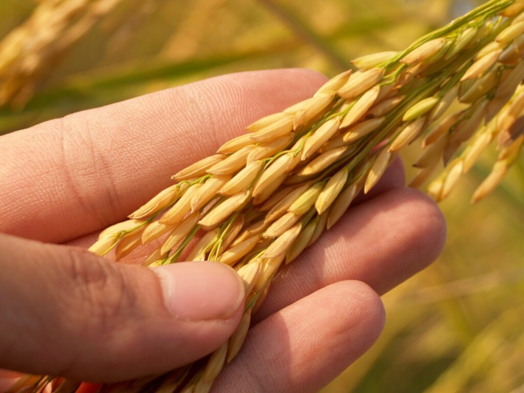 agriculture-blur-close-up-164504-1536×1152-1