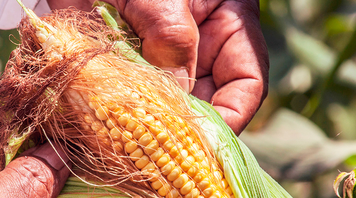 cct-corn