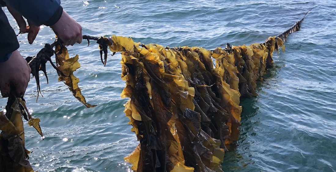 AK_Kelp_4