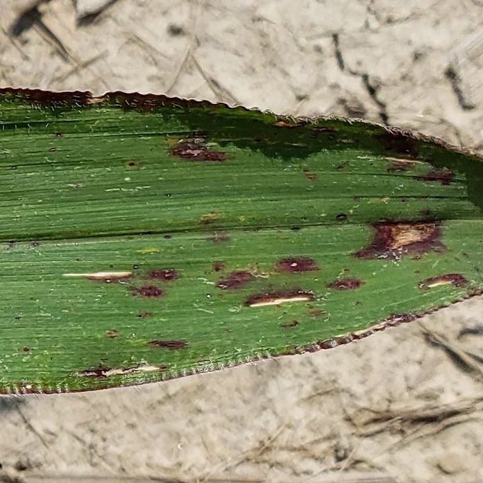 Insignum-leaf1