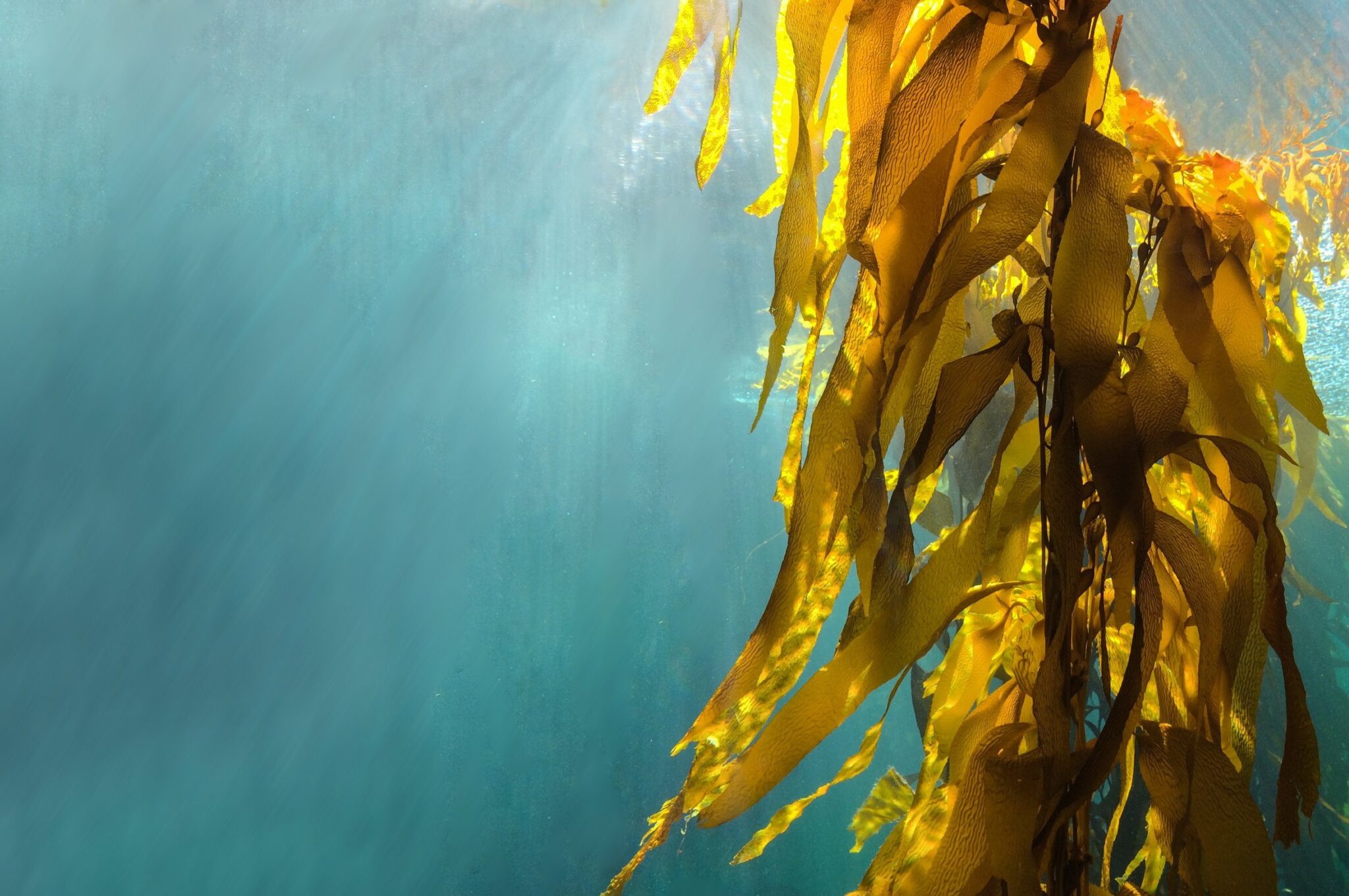 Transforming seaweed into low-carbon chemicals for materials, food, cosmetics and more
