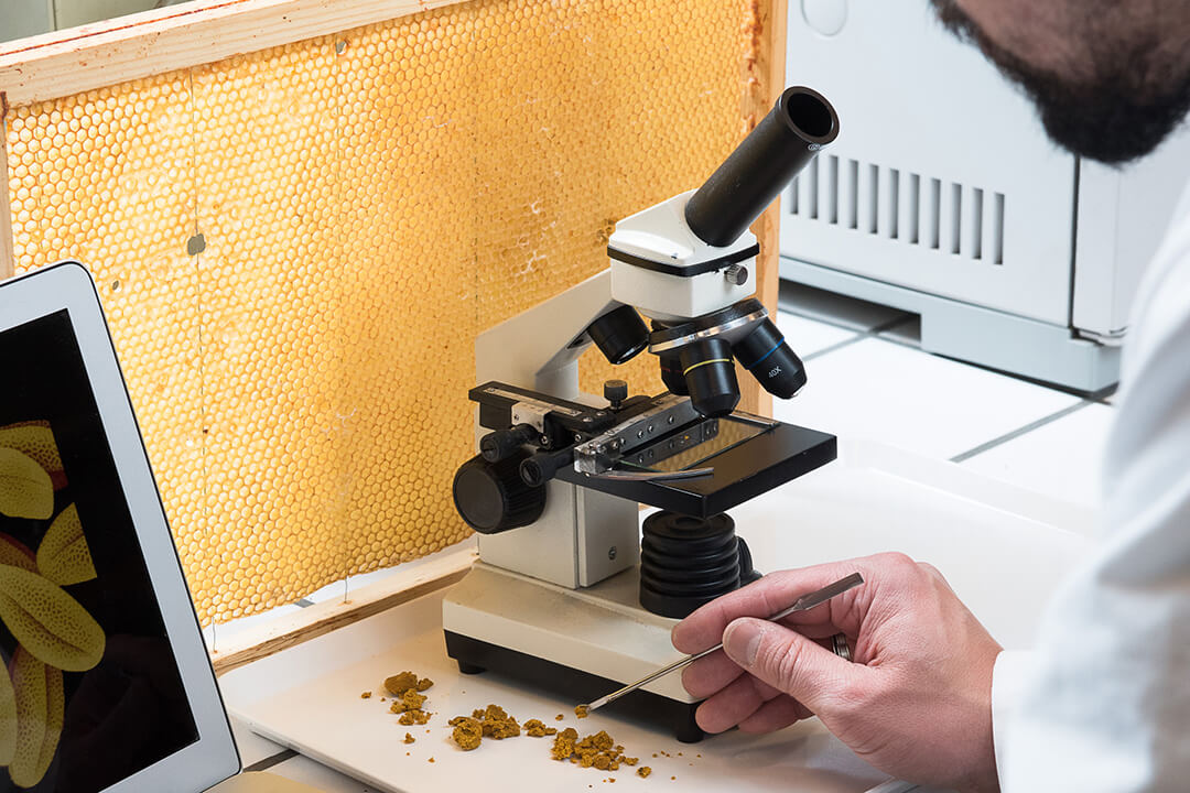beeodiversity_docteur_bach_kim_nyugen_pollen_analyse_microscope