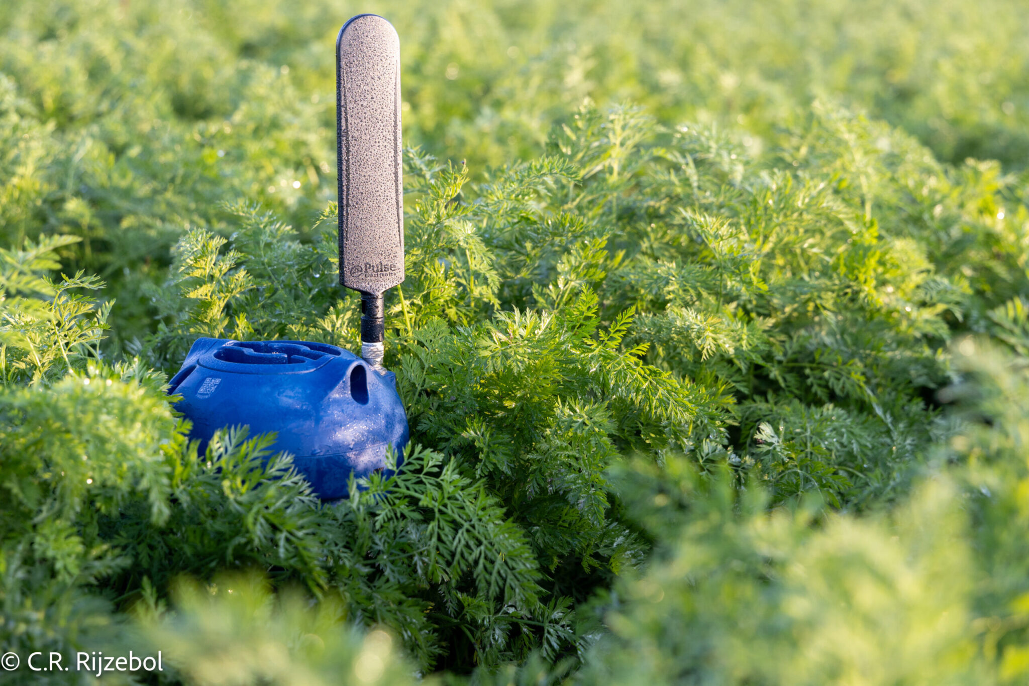 v4_carrots_10589-scaled-1