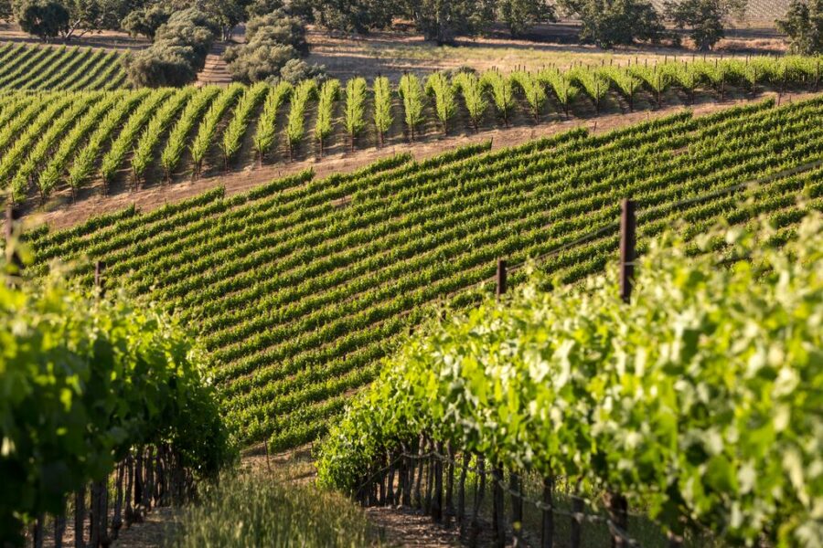 wente-vineyards-e1711027501405