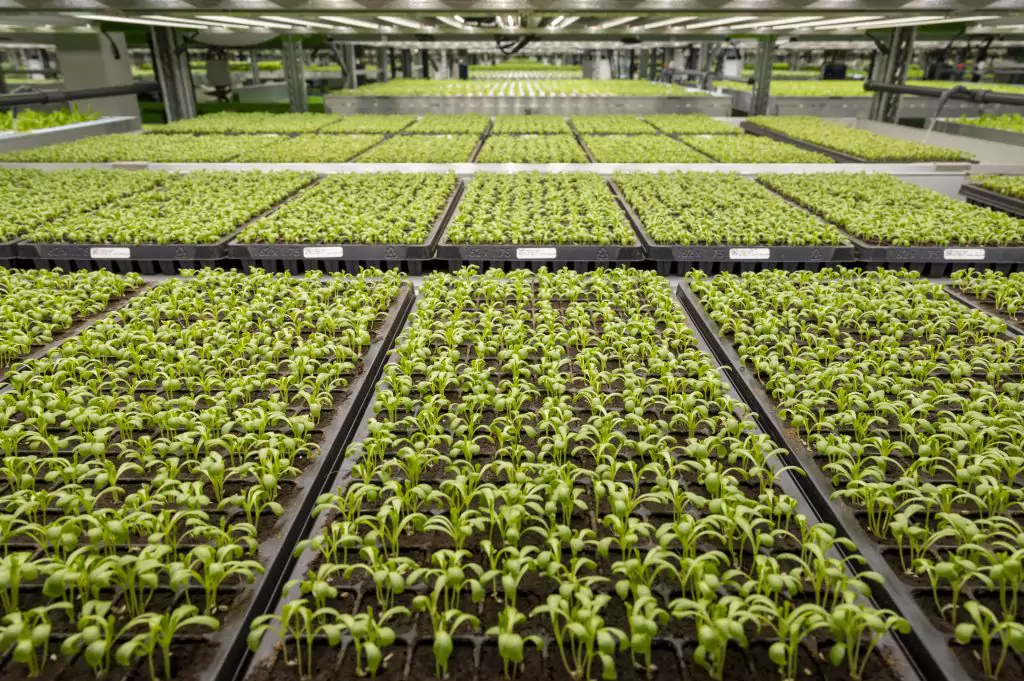 bethlehem-grow-room-4-1024×681-copy